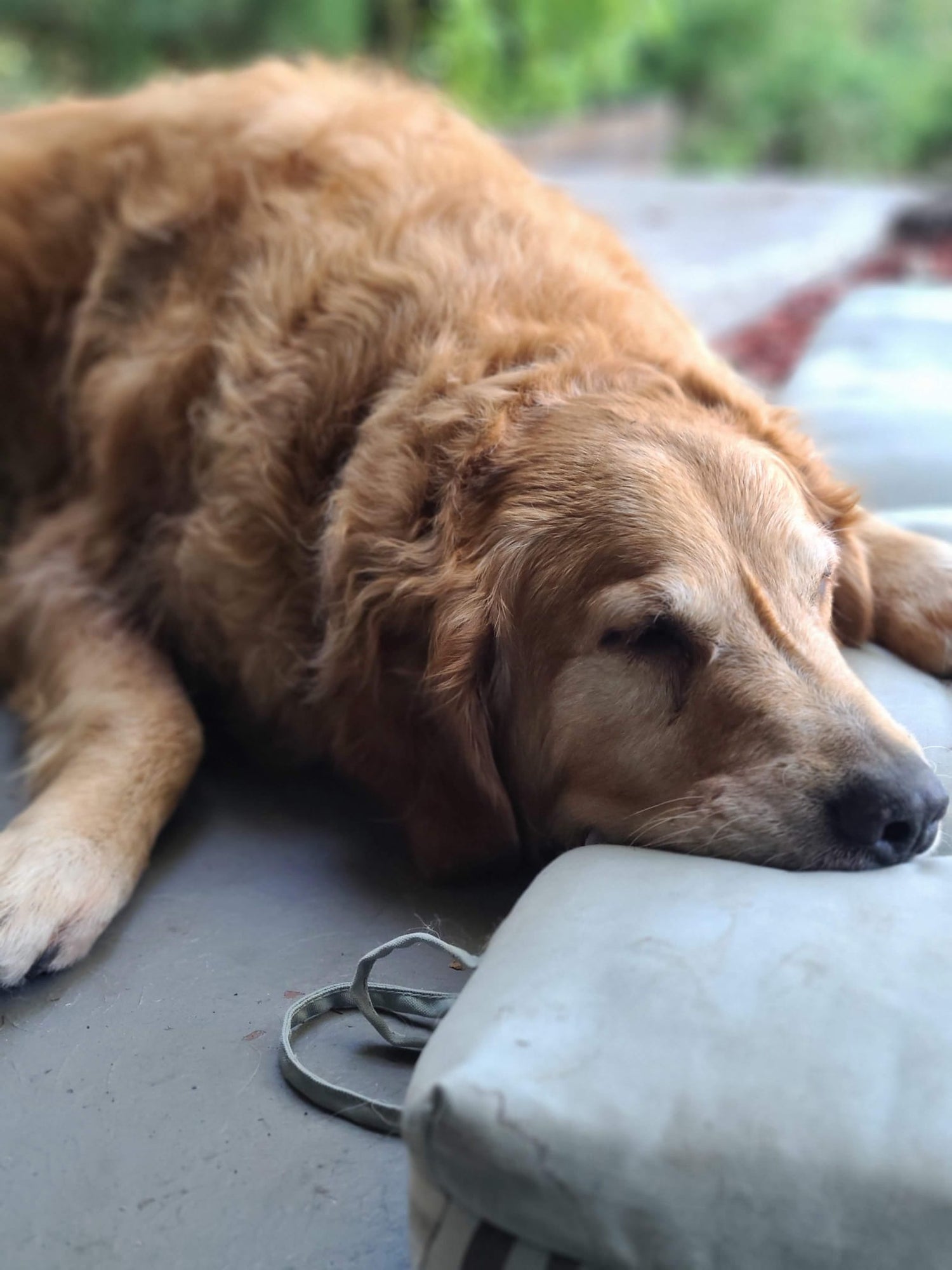 Golden retriever resting quietly with eyes closed